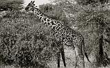 TANZANIA - Lake Manyara National Park - 44 Giraffa BN